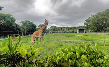 Bannerghatta National Park